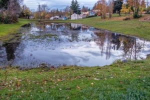 flooded lawn cape cod